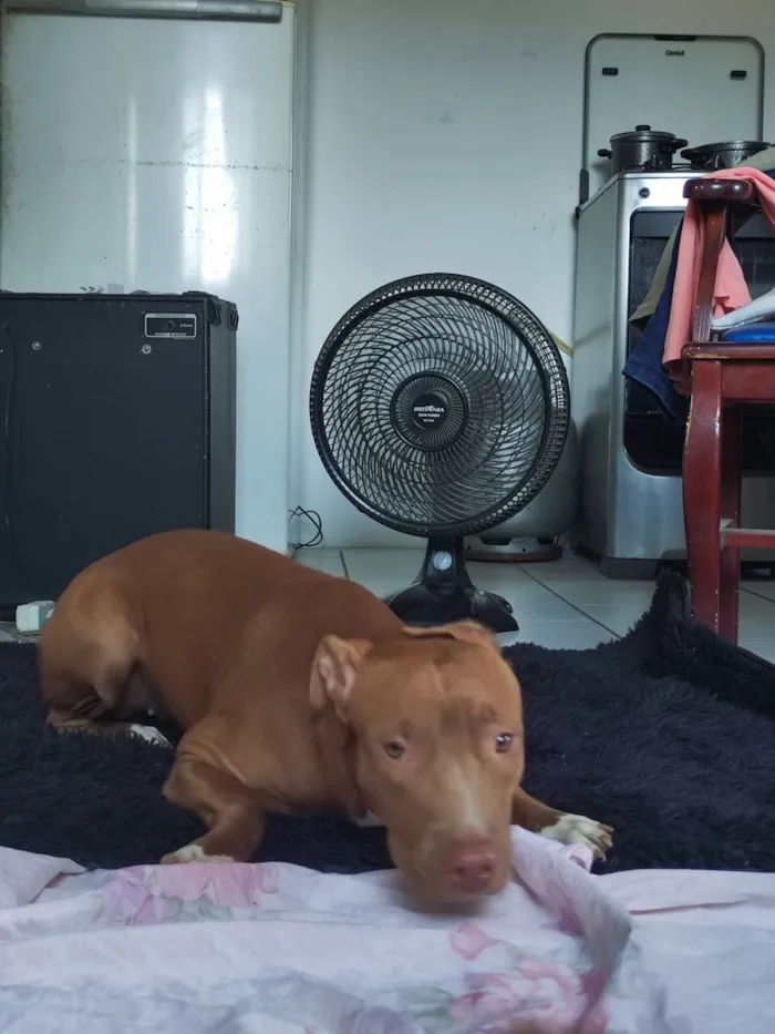 Cachorro raça Pit-Bull idade 1 ano nome zara