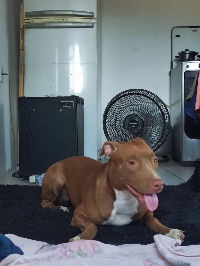 Cachorro raça Pit-Bull idade 1 ano nome zara