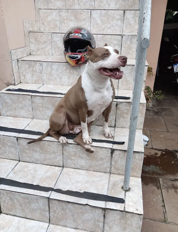 Cachorro raça Pit-Bull idade 6 ou mais anos nome Nala