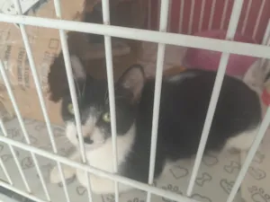 Gato raça SRD-ViraLata idade 2 a 6 meses nome Frajolinha