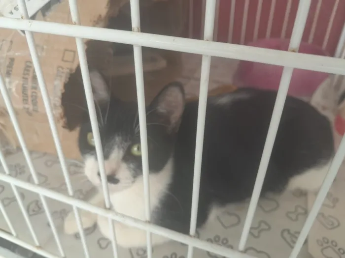 Gato raça SRD-ViraLata idade 2 a 6 meses nome Frajolinha