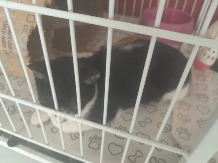 Gato raça SRD-ViraLata idade 2 a 6 meses nome Frajolinha