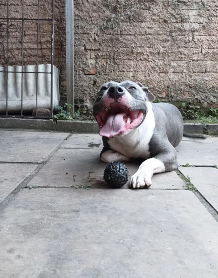 Cachorro raça Pit-Bull idade 5 anos nome Marshall 