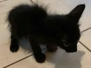 Gato raça Exótico idade 2 a 6 meses nome (Sem nome)