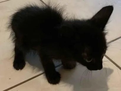 Gato raça Exótico idade 2 a 6 meses nome (Sem nome)