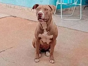 Cachorro raça Pit-Bull idade 6 ou mais anos nome Zara 