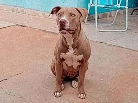 Cachorro raça Pit-Bull idade 6 ou mais anos nome Zara 