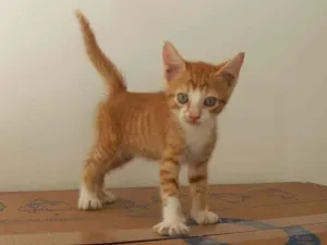 Gato raça SRD-ViraLata idade 2 a 6 meses nome KIKO