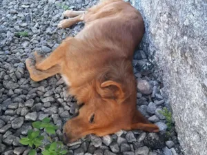 Cachorro raça SRD-ViraLata idade 1 ano nome Lucky