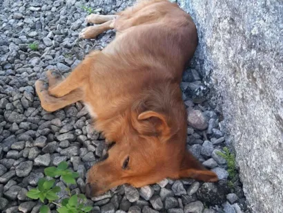 Cachorro raça SRD-ViraLata idade 1 ano nome Lucky