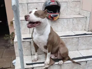 Cachorro raça Pit-Bull idade 5 anos nome Nala