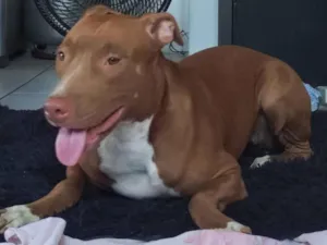 Cachorro raça Pit-Bull idade 1 ano nome zara