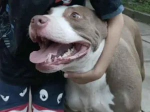 Cachorro raça Pit-Bull idade 6 ou mais anos nome Nala