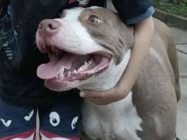 Cachorro raça Pit-Bull idade 6 ou mais anos nome Nala
