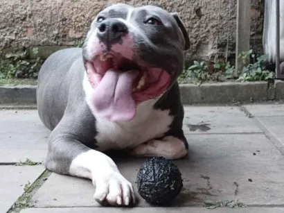 Cachorro raça Pit-Bull idade 5 anos nome Marshall 