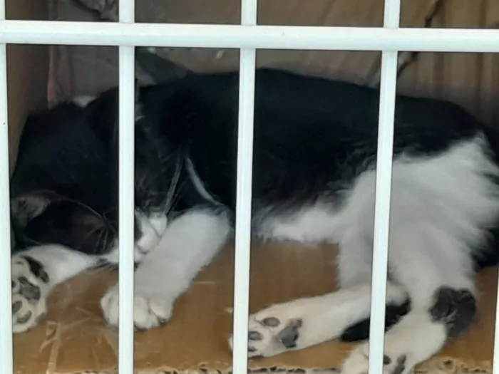 Gato raça SRD-ViraLata idade 2 a 6 meses nome Frajolinha