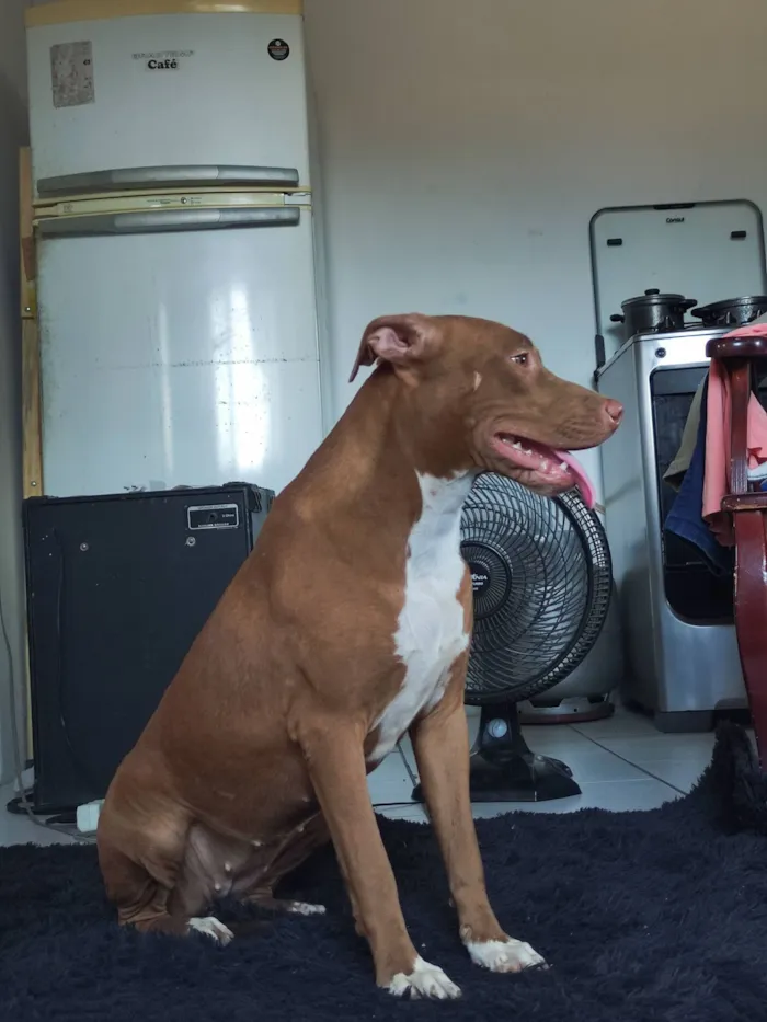 Cachorro raça Pit-Bull idade 1 ano nome Zara
