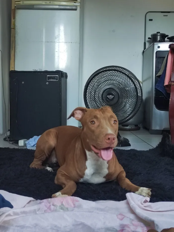 Cachorro raça Pit-Bull idade 1 ano nome Zara