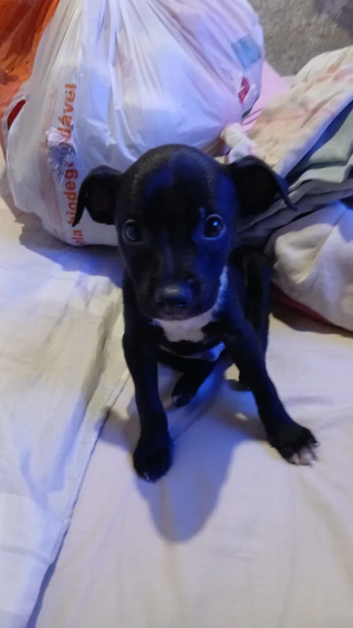 Cachorro raça SRD-ViraLata idade 2 a 6 meses nome Luke 