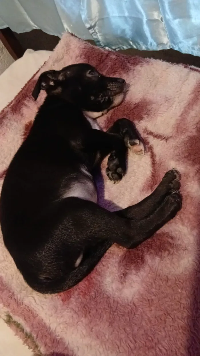 Cachorro raça SRD-ViraLata idade 2 a 6 meses nome Luke 