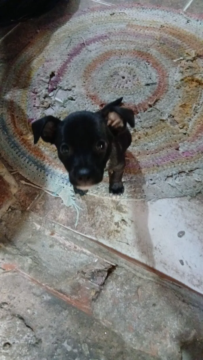 Cachorro raça SRD-ViraLata idade 2 a 6 meses nome Luke 