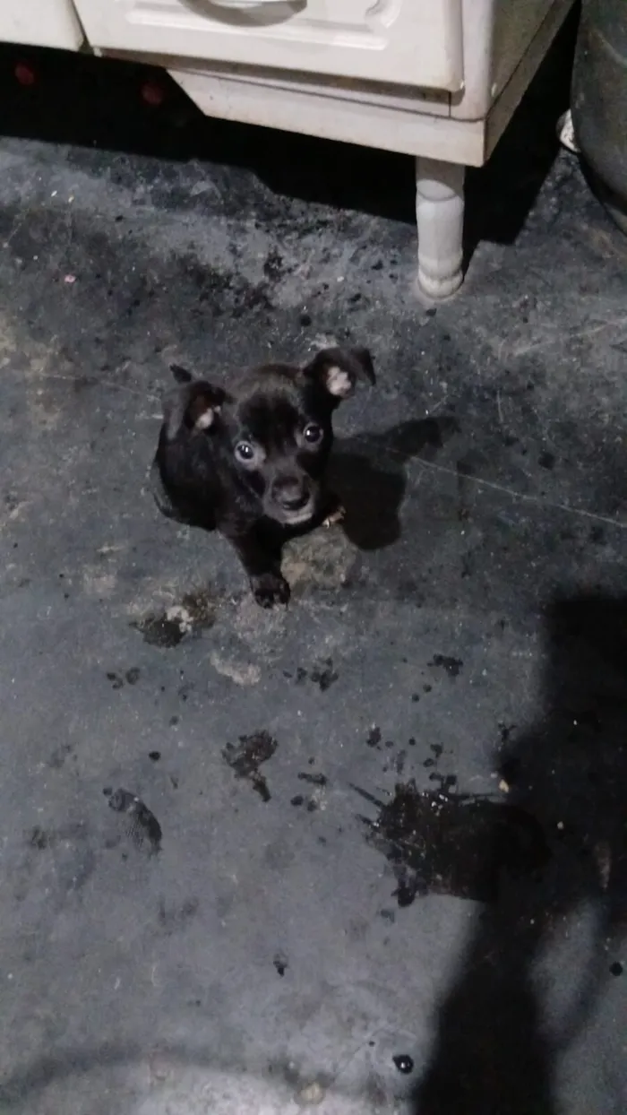 Cachorro raça SRD-ViraLata idade 2 a 6 meses nome Luke 