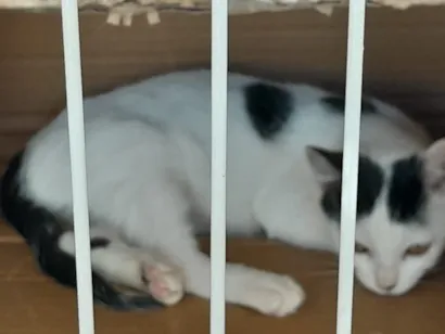 Gato raça SRD-ViraLata idade 2 a 6 meses nome Lucky