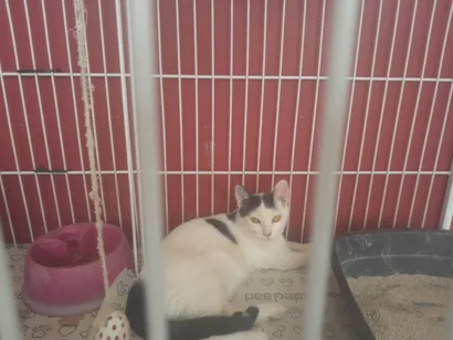 Gato raça SRD-ViraLata idade 2 a 6 meses nome Lucky