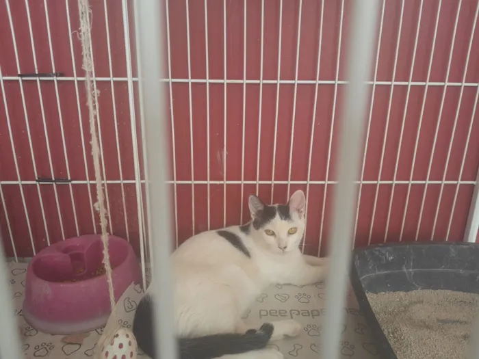 Gato raça SRD-ViraLata idade 2 a 6 meses nome Lucky