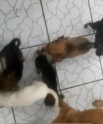 Cachorro raça SRD-ViraLata idade Abaixo de 2 meses nome jarbes olinda brasil