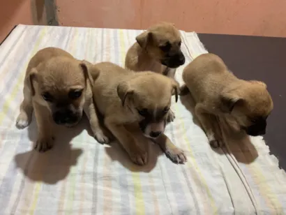 Cachorro raça Pinscher idade 2 a 6 meses nome Latte, Mocha, Chai, Cookie