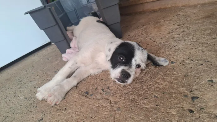 Cachorro raça SRD-ViraLata idade 2 a 6 meses nome kira