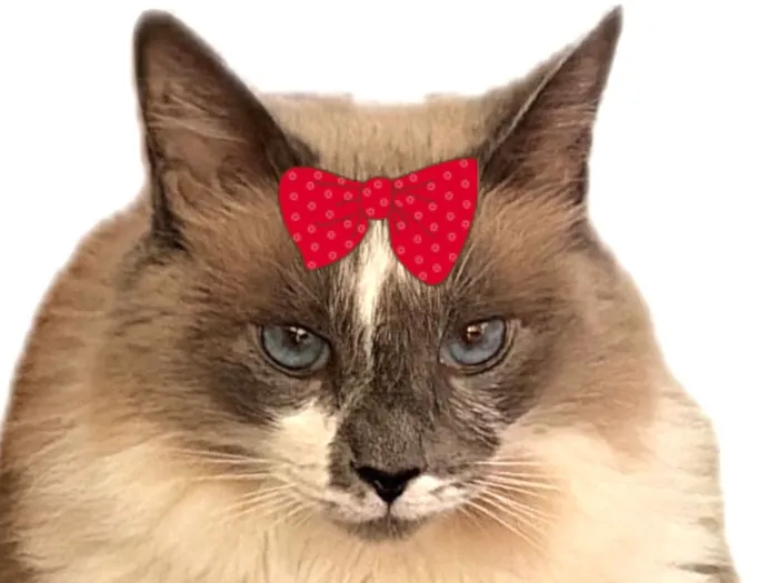 Gato raça Angorá idade 6 ou mais anos nome Sabrina 