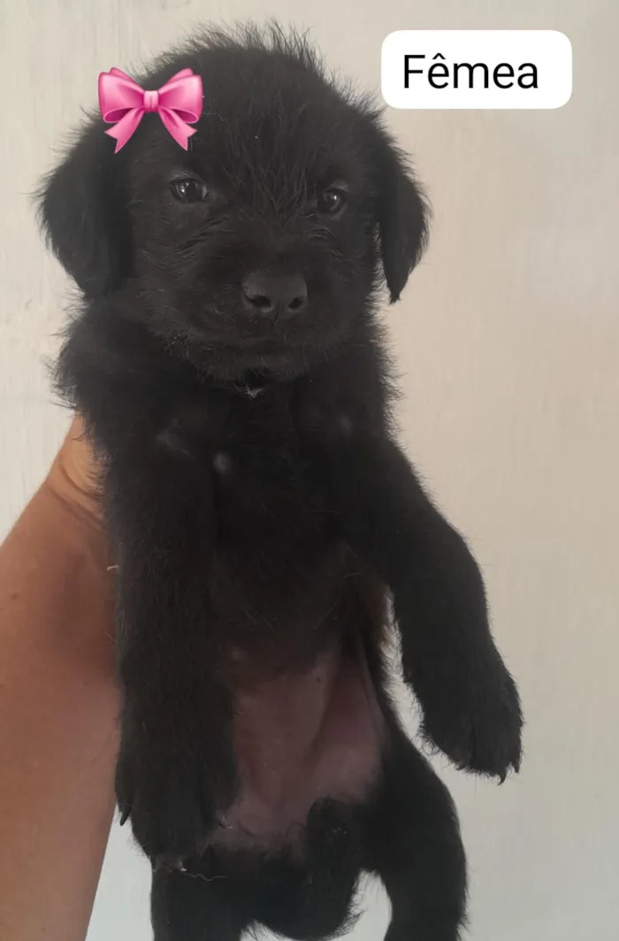 Cachorro raça SRD-ViraLata idade 2 a 6 meses nome filhotes mestiços com pinscher 