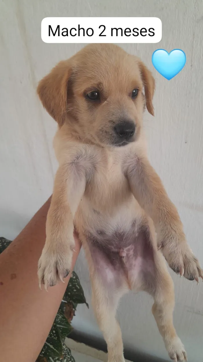 Cachorro raça SRD-ViraLata idade 2 a 6 meses nome filhotes mestiços com pinscher 