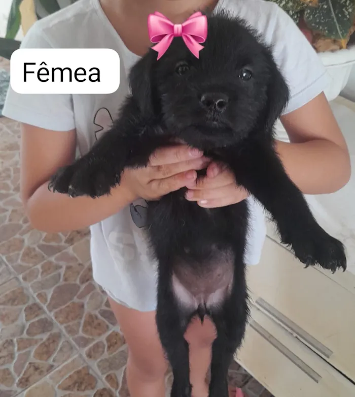 Cachorro raça SRD-ViraLata idade 2 a 6 meses nome filhotes mestiços com pinscher 