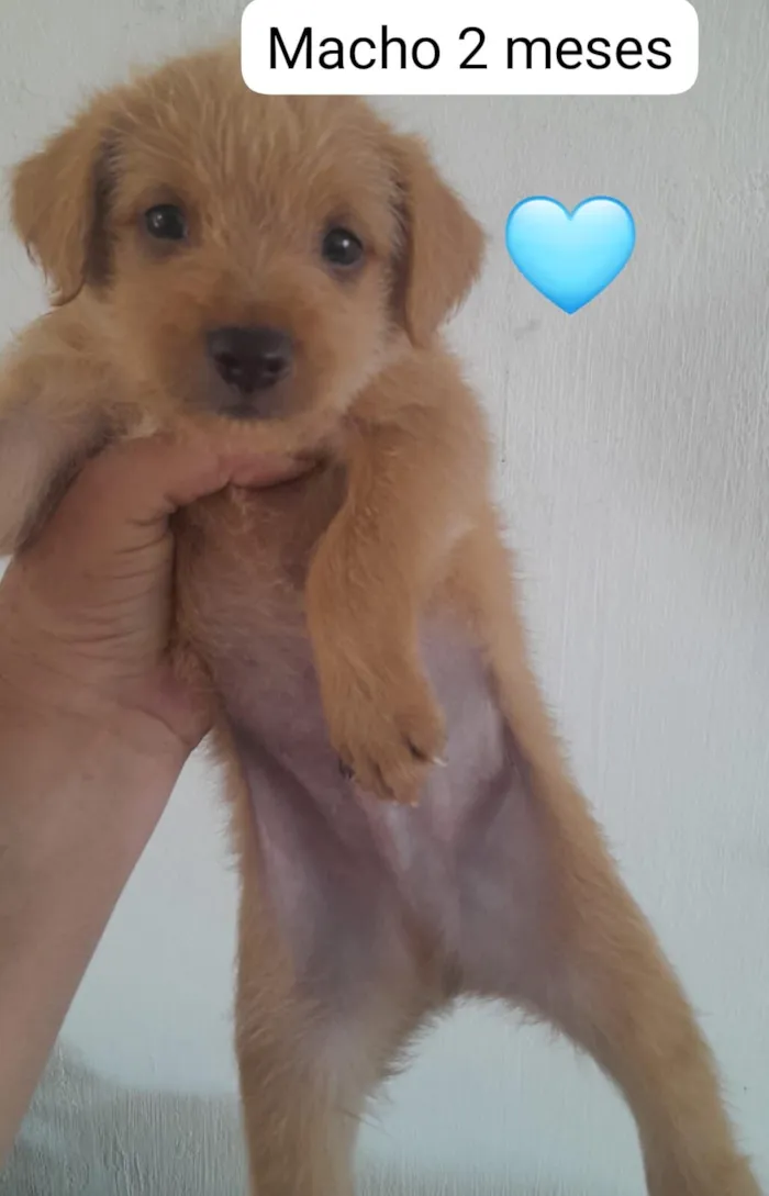 Cachorro raça SRD-ViraLata idade 2 a 6 meses nome filhotes mestiços com pinscher 