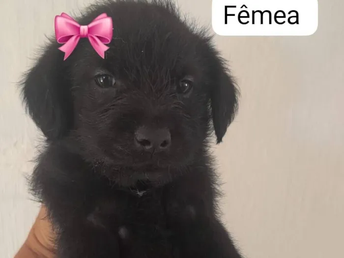 Cachorro raça SRD-ViraLata idade 2 a 6 meses nome filhotes mestiços com pinscher 