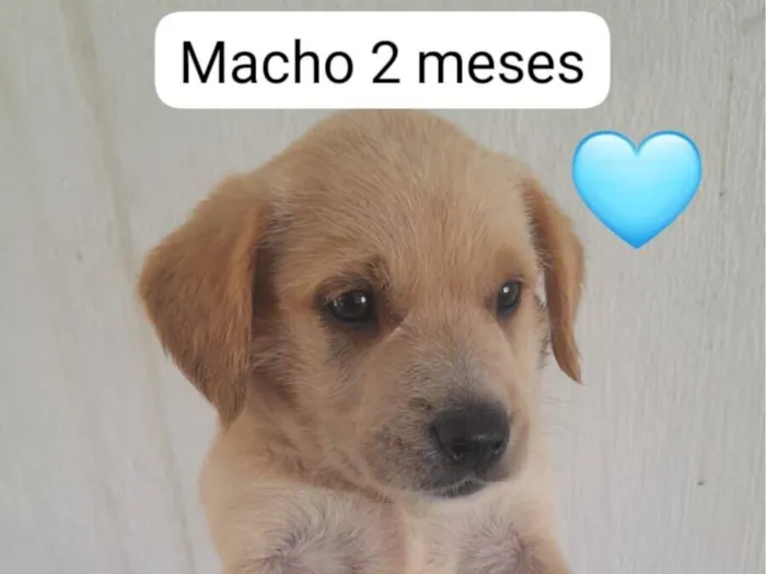 Cachorro raça SRD-ViraLata idade 2 a 6 meses nome filhotes mestiços com pinscher 