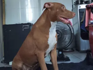 Cachorro raça Pit-Bull idade 1 ano nome Zara