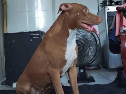 Cachorro raça Pit-Bull idade 1 ano nome Zara