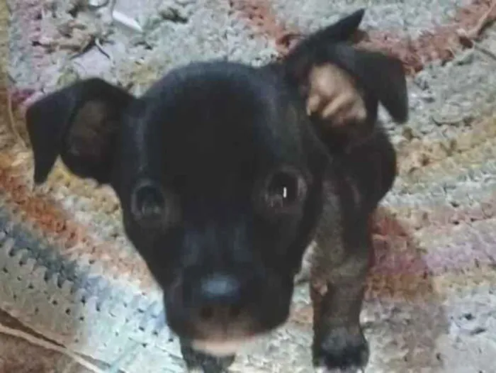 Cachorro raça SRD-ViraLata idade 2 a 6 meses nome Luke 