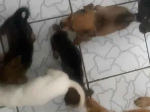 Cachorro raça SRD-ViraLata idade Abaixo de 2 meses nome jarbes olinda brasil