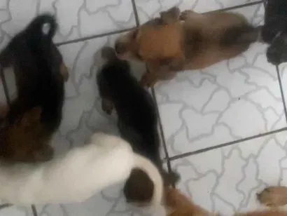 Cachorro raça SRD-ViraLata idade Abaixo de 2 meses nome jarbes olinda brasil