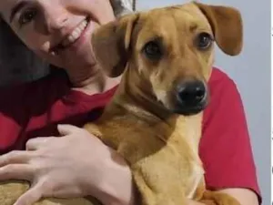 Cachorro raça SRD-ViraLata idade 3 anos nome Caju