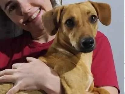 Cachorro raça SRD-ViraLata idade 3 anos nome Caju
