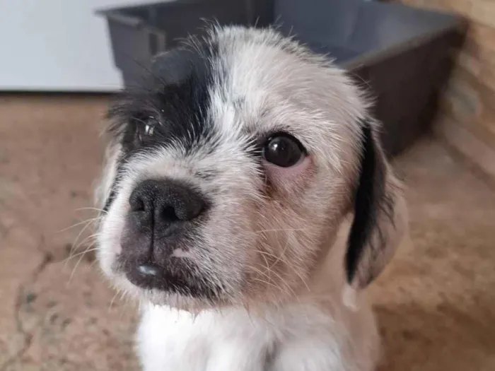 Cachorro raça SRD-ViraLata idade 2 a 6 meses nome kira