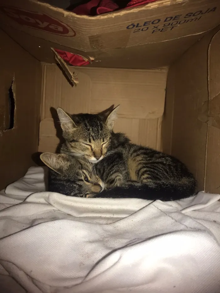 Gato raça SRD-ViraLata idade 2 a 6 meses nome Lua E Luna