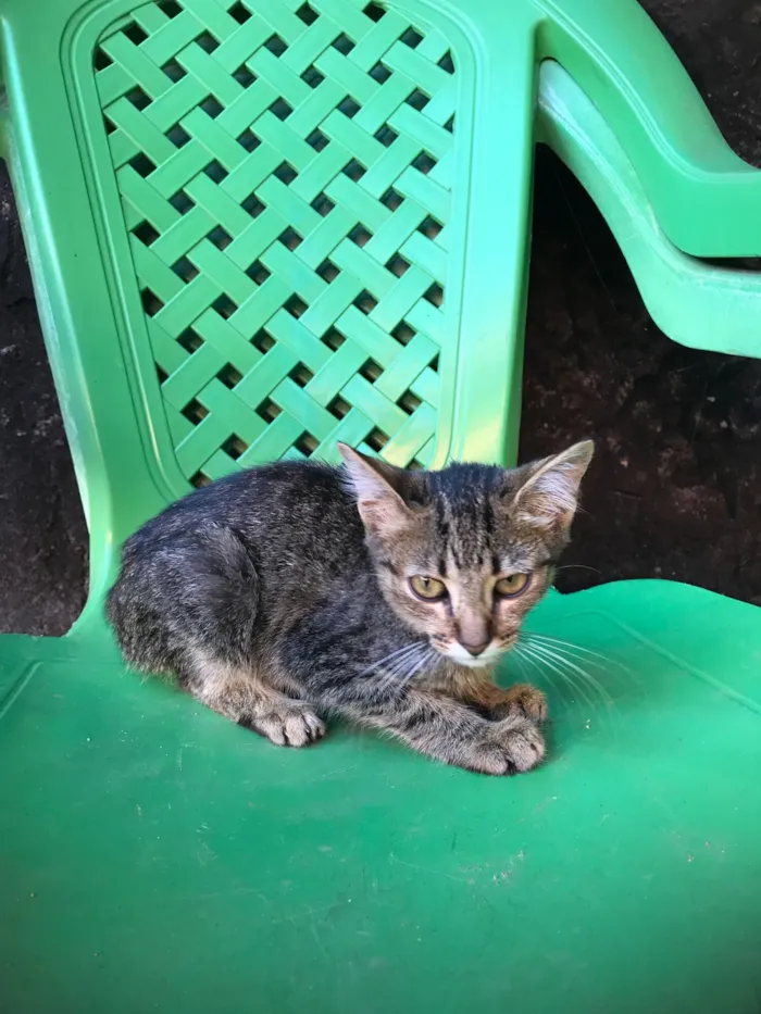 Gato raça SRD-ViraLata idade 2 a 6 meses nome Lua E Luna