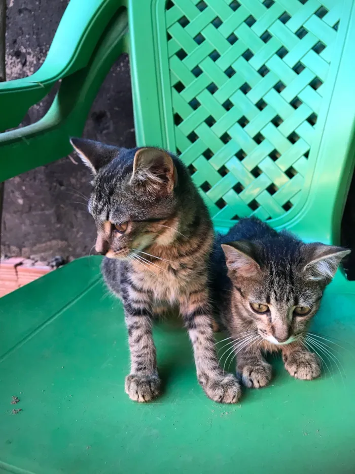 Gato raça SRD-ViraLata idade 2 a 6 meses nome Lua E Luna